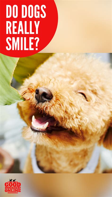 Do Dogs Really Smile Good Doggies Online Dog Behavior Training