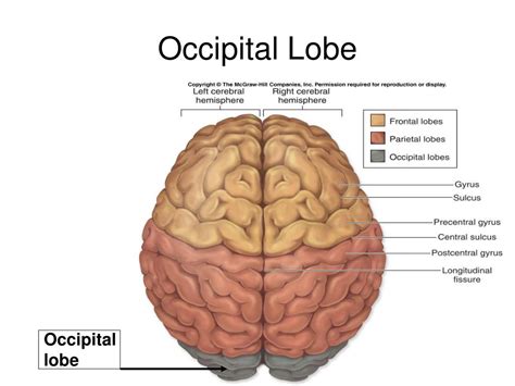 Occipital Lobe Anatomy