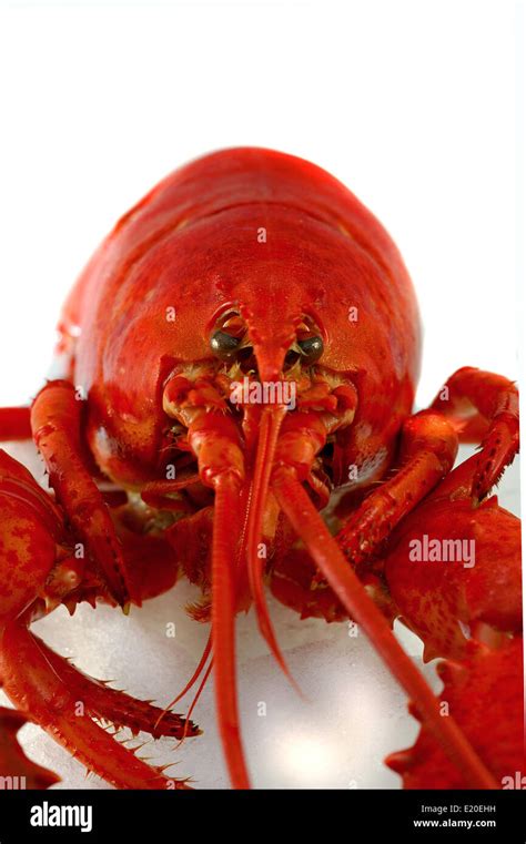 Lobster Close Up Stock Photo Alamy