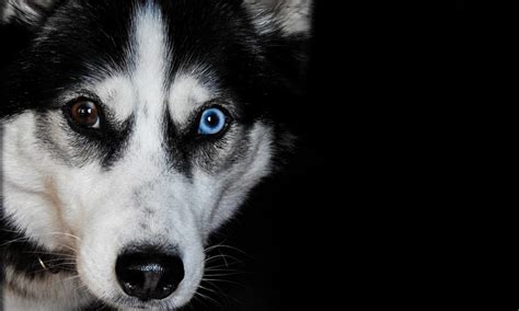 Siberian Husky Breed Information Everything You Need To Know