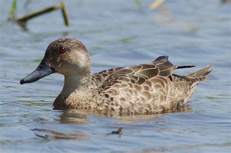 Grey Teal Duck Profile Traits Facts Call Diet Breeding