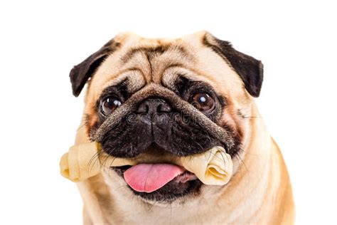 Dog Pug With A Bone In The Mouth Dog Bone Stock Photo Image Of