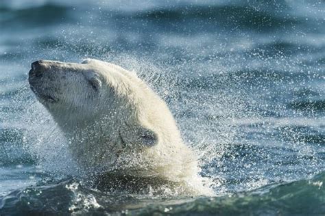 Polar Bear Swimming In Hudson Bay Nunavut Canada Photographic Print