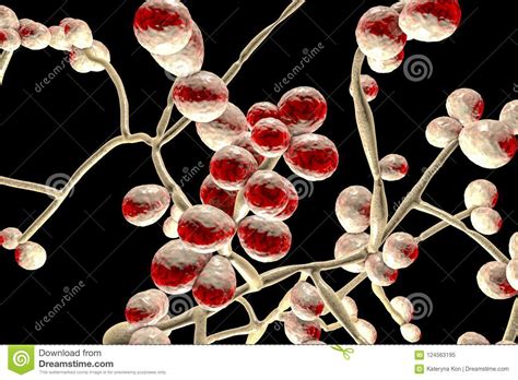 Fungi Candida Which Cause Candidiasis Thrush Stock Illustration