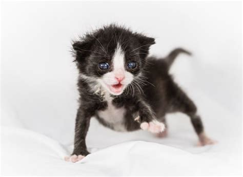 Preemie Kitten Born Two Weeks Early Half The Size Of Other Kitties