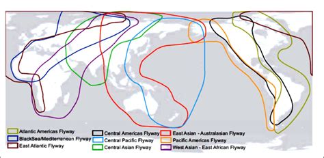 9 Schematic Map Of Major Flyways Of Waterbirds Based Primarily On