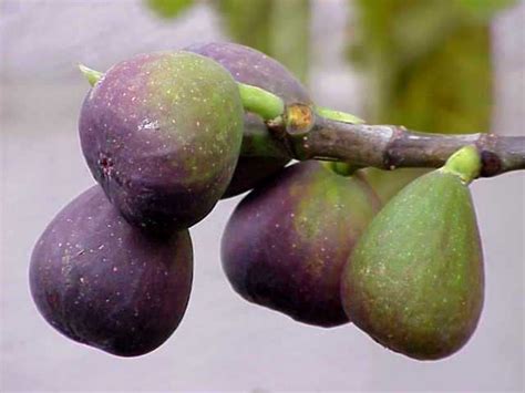 We did not find results for: The Arid Arborist and Gardener: Fruit Trees for a ...
