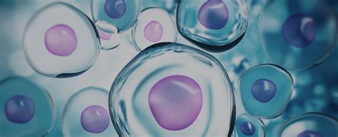 Covid 19 Stem Cells Among Most Promising Treatments