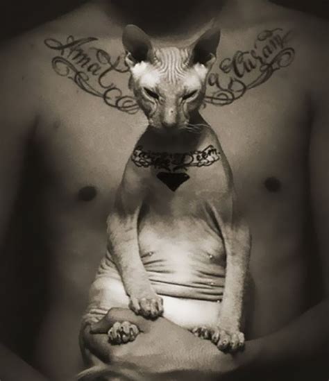 Russian Body Artist Gives His Hairless Cat Four Tattoos And People Are