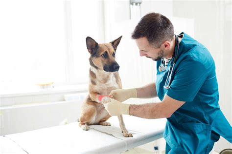 How Do Vets Check Lumps On Dogs