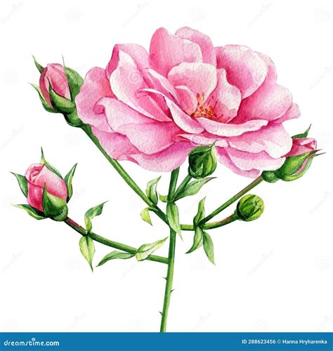Pink Roses Flowers Bud And Leaves On A White Background Floral Design