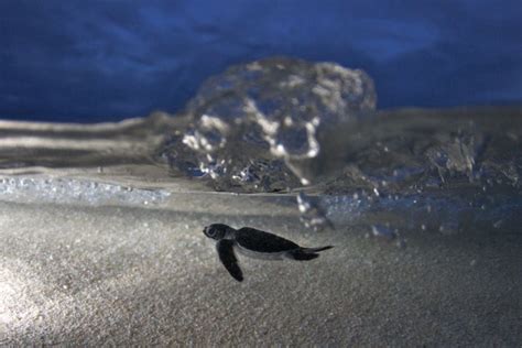 Watch Green Turtle Hatchlings On A Far Northern Expedition With Eye To