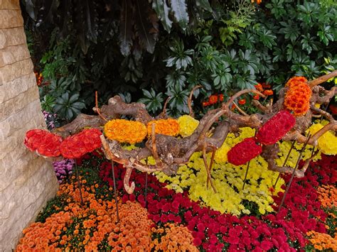 Videoandfoto Flori Deosebite De Toamnă Expuse în Grădina Botanică