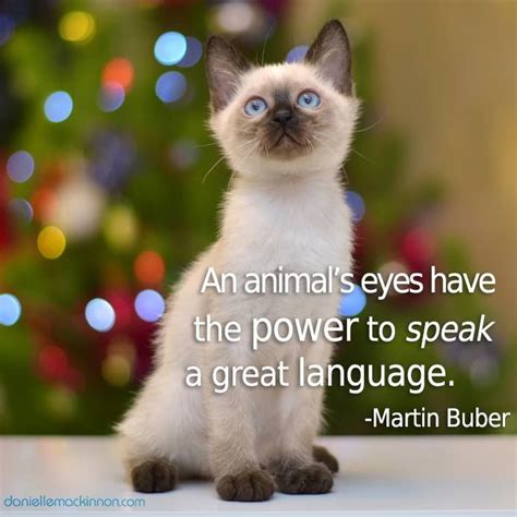 An Animals Eyes Have The Power To Speak A Great Language Matin Buber