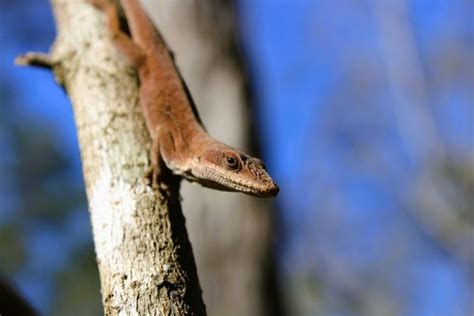 13 Species Of Lizards In North Carolina Facts And Detailed Pictures