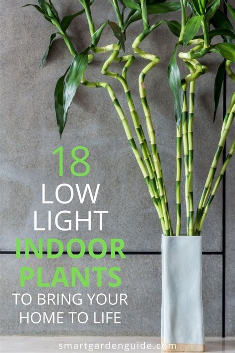 18 Large Low Light Indoor Plants To Bring Your Home To Life