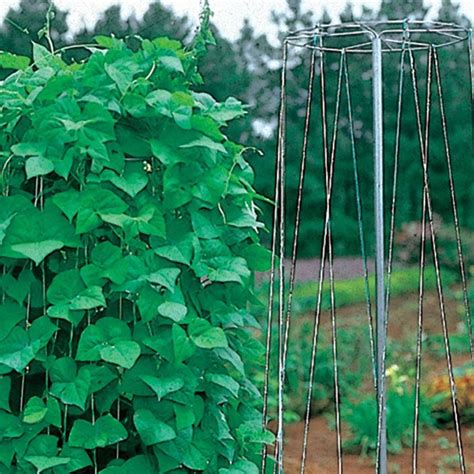 Pole Bean Growing Tower Park Seed
