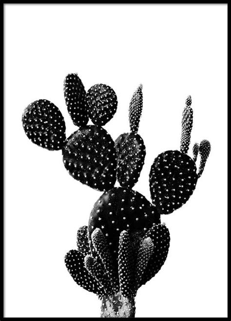 Black Cactus One Poster Weiße Fotografie Bilder Poster