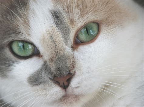 It has an amazing night vision and even sees an ultraviolet light. Interesting Facts About Cat Eyes | Life With Cats