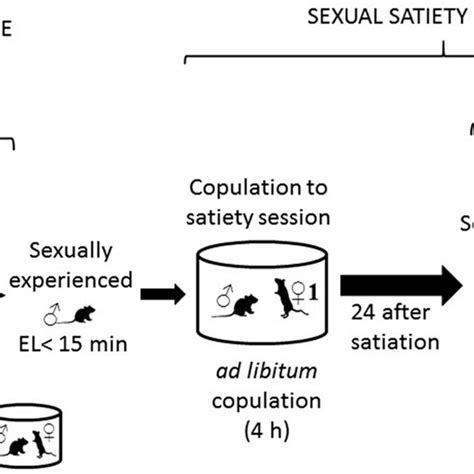 description of sexual behavior protocols the left side of the figure download scientific