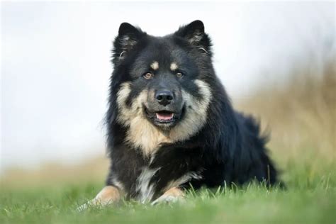 Finnish Lapphund Dog Breed Info Guide And Care
