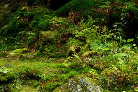 Moss On Forest Floor Free Stock Photo Public Domain Pictures