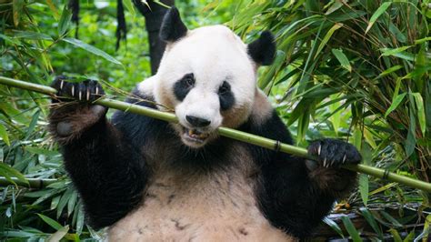 Le Saviez Vous Le Panda Passe 12 Heures Chaque Jour à Manger Du Bambou