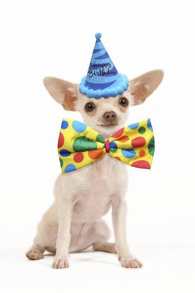 Dog Short Haired Chihuahua Wearing Happy Birthday Party Hat 13438029