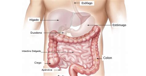 Sistema Digestivo Anatomía Partes Y Funcionamiento
