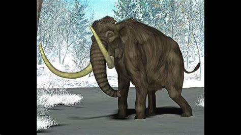 Woolly Mammoth 2009 2010 Sounds Youtube