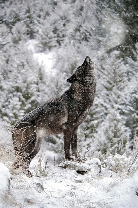 Grey Wolf Howling In Snow