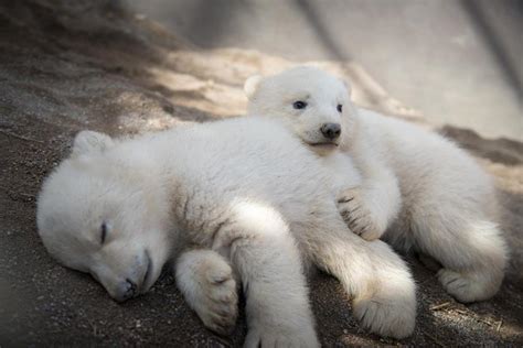first photos of aurora s precious polar bear twins are finally here