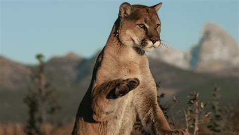 Mountain Lion Offers Big Surprise When Were The Predator Kingman