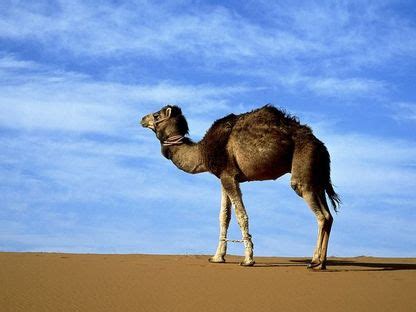 Dromedary camels, which have one hump, and bactrian camels, which have two humps. Camel's Physical Conditions - The Silk Road- Camels