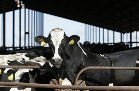 Dairy Cattle Must Be Tested For Bird Flu Before Moving Between States