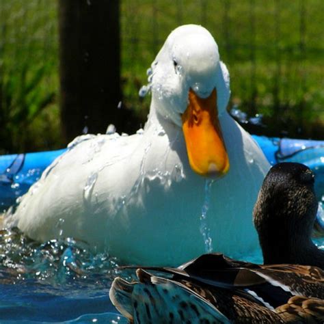 Pekin ducks aka domestic ducks, white pekin ducks | beauty of birds. PEKIN DUCKLINGS Farm With The Family