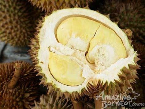 Borneo Malaysia Tropics South East Asia Fruit Tropical Foods