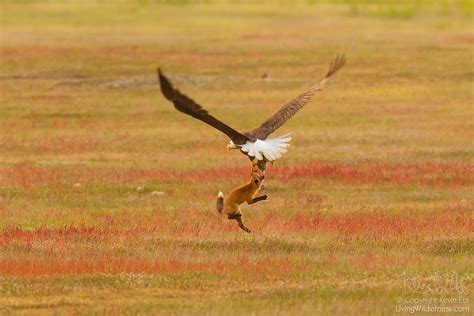 An Epic Battle Between A Fox And An Eagle For The Control Of A Rabbit