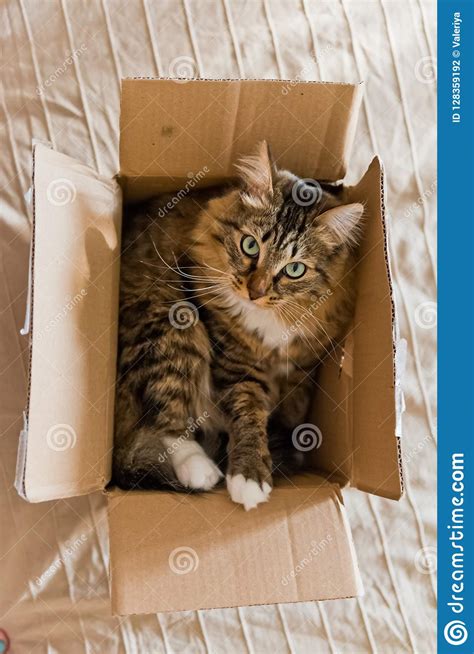 Cat In A Cardboard Box Stock Photo Image Of Cute Open 128359192