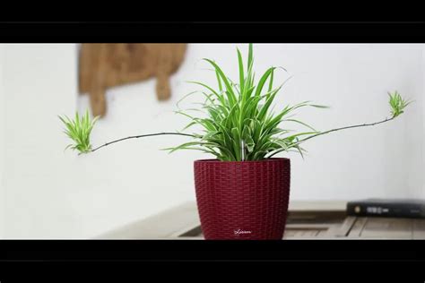 14,236 decorative indoor flower pots products are offered for sale by suppliers on alibaba.com, of which flower pots & planters accounts for 51%, soup & stock pots. 2017 Self Watering Garden Decorative Indoor Flower Pots ...