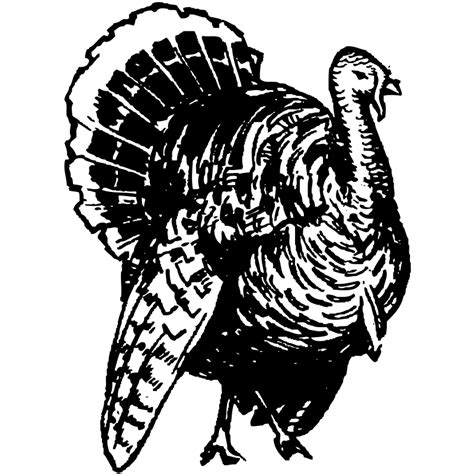 Black turkey Broad Breasted White turkey Black and white Clip art - Turkey Line Art png download ...