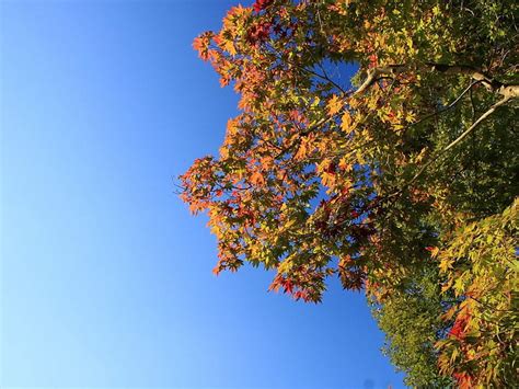 Hd Wallpaper Green Leafed Tree Sky Foliage Autumn Nature Yellow