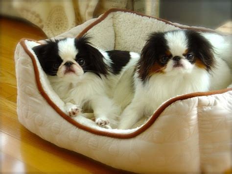 Fabel Mi Japanese Chin Beauty Without Compromisejapanese Chin Ch Genki