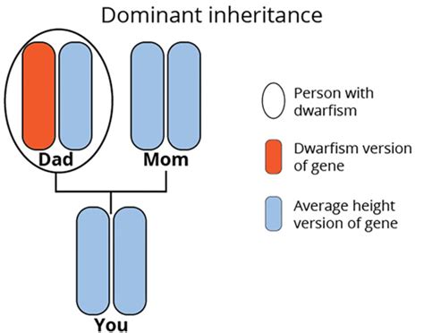 How Is Dwarfism Inherited The Tech Interactive