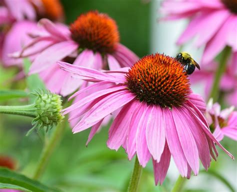 Top 10 Bee Attracting Flowers Blog Growjoy
