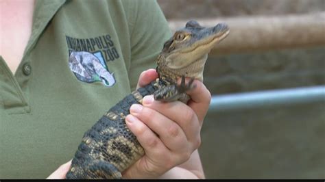 Indianapolis Zoo Bringing New Alligator Experience Youtube