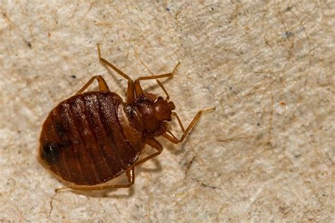 Bed Bug Baby Black Carpet Beetle