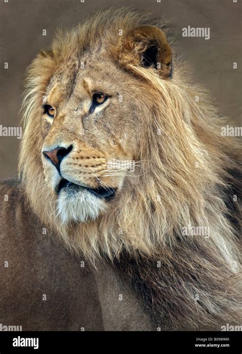 Male Lion Panthera Leo Stock Photo Alamy