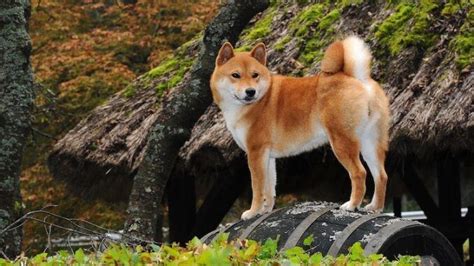 Japanese Dog Breeds Six Ancient And Rare Japanese Dogs All Things Dogs