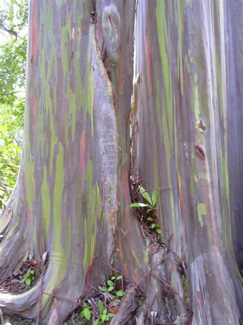 Rainbow Eucalyptus Sizzerspedia